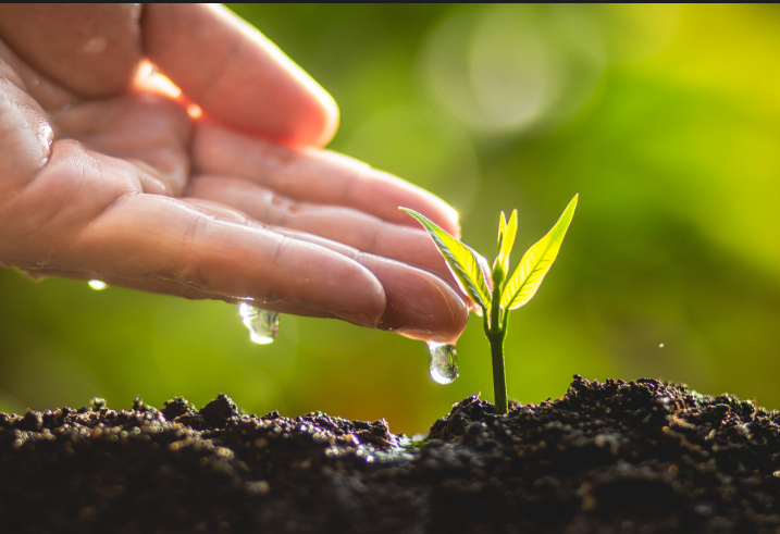 How to Improve Your Soil Naturally