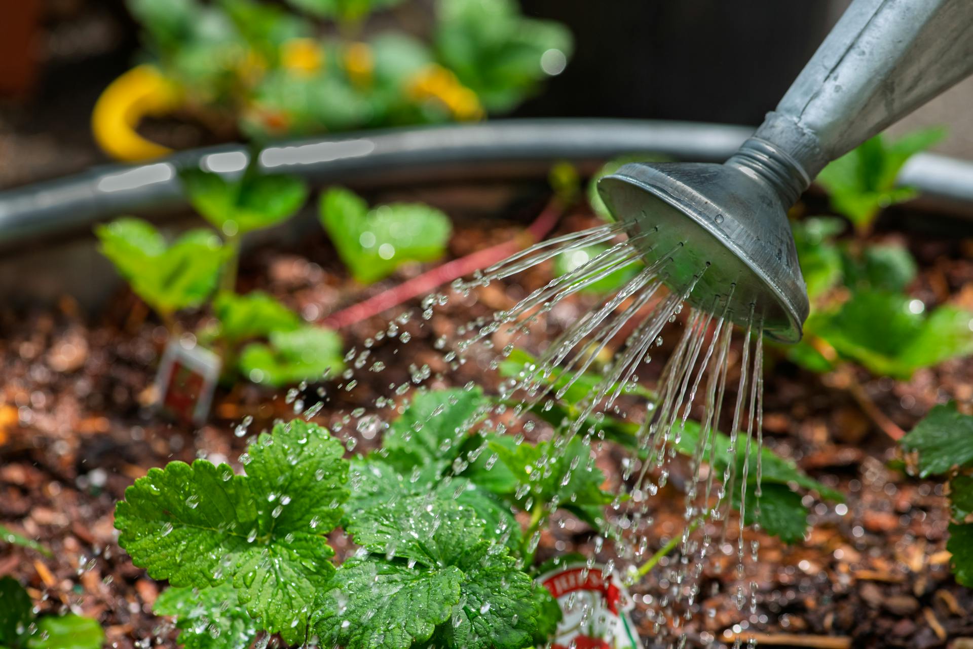 A Quick Guide to Watering Wisely